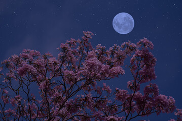 Wall Mural - full moon with flower tree branches in the night.