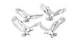 Set of outline eagles in different poses on a white background