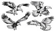 Set of outline eagles in different poses on a white background