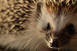 A close-up portrait of a hedgehog, focusing on its distinctive features such as the spiky spines, small face, and curious eyes - Generative AI