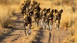 Streaks of dust rise as a line of African wild dogs, known for their teamwork, stride along a narrow grassy trail in the wild