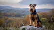 A loyal Welsh Terrier dog sits solemnly on a rock, the rolling hills during dusk in the backdrop, evoking feelings of freedom and trustworthiness