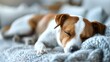 A peaceful Jack Russell dog sleeping on a cozy sofa at home. Concept Home, Pets, Dogs, Jack Russell, Peaceful Reflection