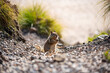 Ground squirrel (Spermophilus) on the californian coast. Portrait of cute small mammal with light brownish greyish fur in warm sunlight near the beach.