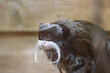 close up of an Emperor tamarin (Saguinus imperator)  isolated on a natural green background
