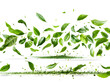 Fresh Green Leaves Floating in the Air on a White Background