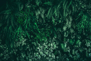 Wall Mural - Close-up of a group of green leaves, providing a textured and abstract nature background. Rich foliage textures, exotic greenery, and botanical patterns..