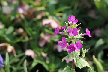 Purple flowers in the garden.