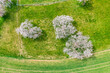 Top view of blooming cherry trees in an orchard in Upper Franconia/Germany