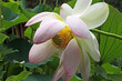 profil du lotus