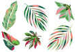 Set of illustrated leaves tropical