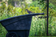 A single dove rests on the edge of a black wheelbarrow in front of a metal fence surrounded by greenery. The wheelbarrow is located in a garden environment.