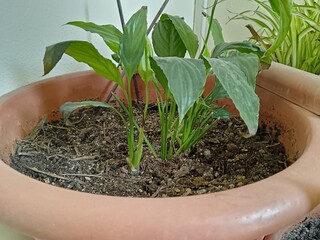 plant in a pot