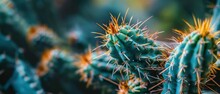 Close Up Of Sharp Thorns On Cactus Plant With Blurred Background.