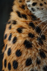 Aufkleber - A design where the patterns of a cheetah's coat flow into speed lines, emphasizing their incredible velocity and the pressures of survival.