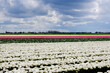 Landscape of Netherlands tulips with clouds in Netherlands.