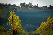 Aerial view of vineyard in spring at sunrise, Bordeaux Vineyard, Langoiran, Gironde, France, High quality 4k footage