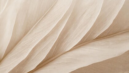 Nature abstract of flower petals, beige transparent leaves with natural texture as natural background or wallpaper