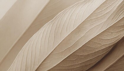 Nature abstract of flower petals, beige transparent leaves with natural texture as natural background or wallpaper