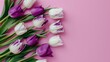 bouquet of purple and white tulips on pink background