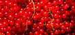 Fresh red currant fruit, closeup macro detail from above. Generative AI