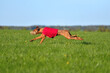 Dogs racing in lure coursing