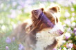 © rolfo/Stocksy - Mini Aussie
