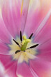 Close up view of pink and purple color tulip flower details.