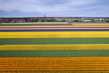 Sticker - Aerial view of bulb fields of bright colorful Tulips, Hyacinths and Daffodil in the Netherlands.