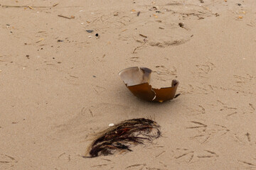 This cracked piece of horseshoe crab shell lay on its back in the sand. The dark brown hard body shattered and with cracks. Seagull footprints lay all around and debris from the ocean.