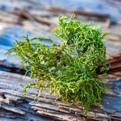 Lichens on a tree trunk Giant Sequoia trees (Sequoiadendron giganteum) in Sequoia National Park, California, USA