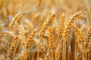 Wall Mural - a field of golden wheat with a few brown tips