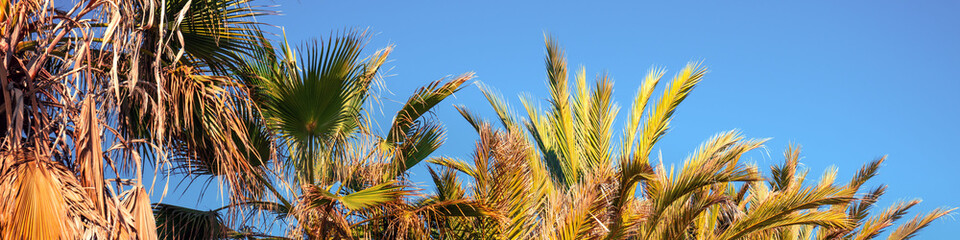 Wall Mural - A row of tropical palm trees against a blue sky. Beautiful tropical nature. Horizontal banner