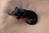 Fototapeta  - cachorro fofo filhote de Duchshund deitado relaxando