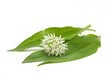 Bärlauchblätter mit Blüten auf weißem Hintergrund