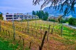 The scenic vineyard in Collina d'Oro, Switzerland