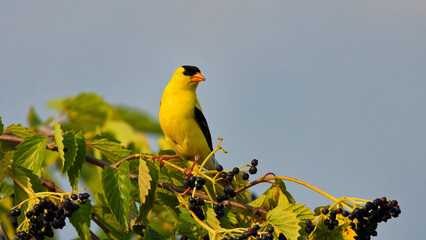 Poster - The American goldfinch (Spinus tristis) Beatiful  small North American bird 