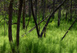 712-81 Horsetail Forest