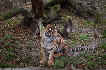 Wall Mural - Asian tiger is going in zoo habitat. He is waiting for animal caretaker.	
