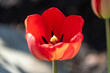 A blooming red tulip in the bright sunshine.