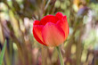 Close-up of petals of blooming red tulip under bright sun.