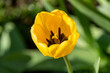 Close-up of open blooming yellow tulip on the background of greenery.