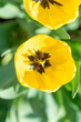 Close-up of a brightly sunlit yellow tulip blooming on a background of greenery.