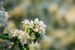 white apple blossom on a blurred background