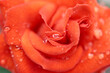 drops of water on the petals of a rose, a close-up of a rose after the rain