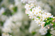 a spring fruit apple orchard, a branch with white flowers on a blurred background