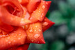 The shallow depth of field of the droplets on the rose petals, the background is blurred