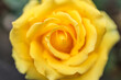 close-up view of a yellow rosebud from above, shallow depth of field