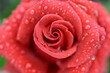 close-up of a red rose, shallow depth of field and blurred focus