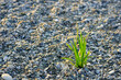 green grass grows through pebbles